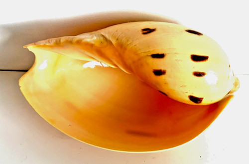 Voluta seashell rare - voluta,