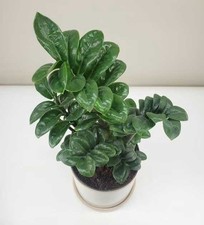 Pianta zamioculcas zenzi - 1, di