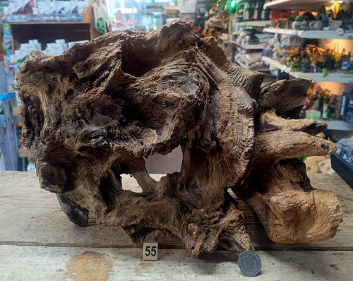 Derwen quercia palude cm - derwen, 25-50