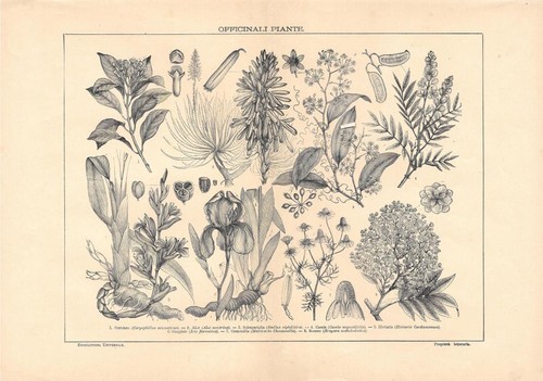 Piante officinali lexicon - piante,