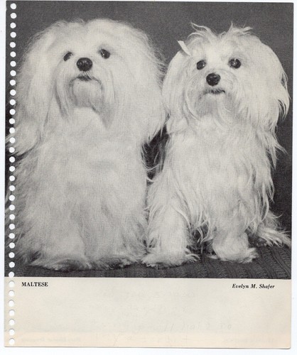 Maltese afghan hounds 1953 - /,