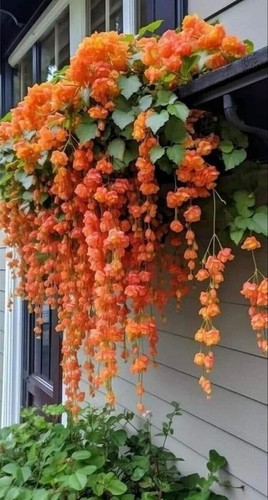 1231xa wepping begonia - ut,