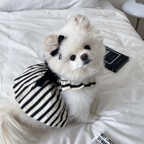 Gonna per cani vestito - ,
