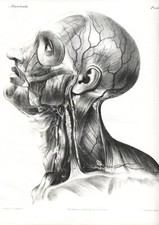 VENE , LOTTO DI 7  BELLE  LITOGRAFIE ANATOMICHE pubb. 1843.