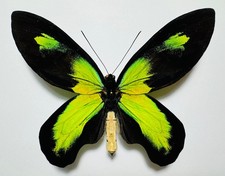 Fantastic ornithoptera - fantastic,