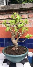 Pre bonsai gelso mora - bonsai,