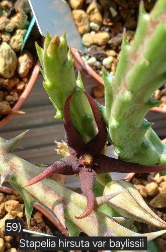 Talea radicata huernia - talea,