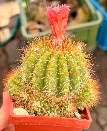 Cactus rosa pelle rame - pelle, di