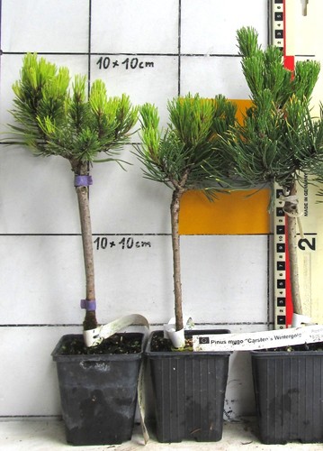 Pinus mugo carstens wintergold - pinus,