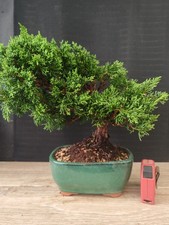 bonsai ginepro chinesis 31 cm visita il negozio