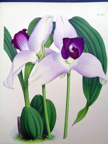 John nugent fitch originale - john,