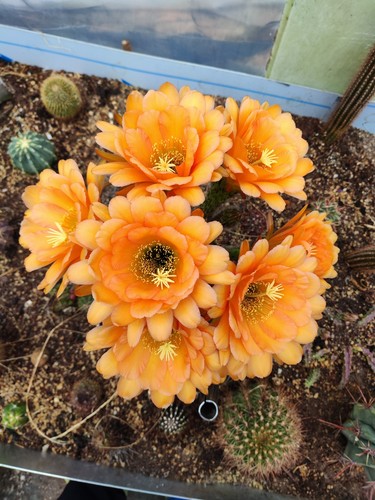 Trichocereus hybrid kurt huber - trichocereus-hybrid,