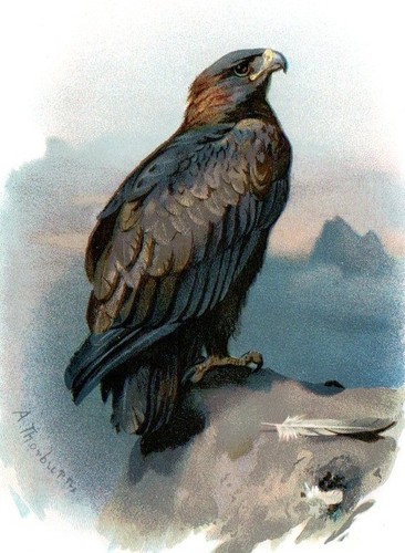 1883 aquila reale antica - 1883,