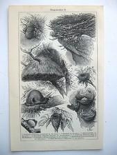stampa antica old antique print UCCELLI VARIE FORME DI NIDI - 1923