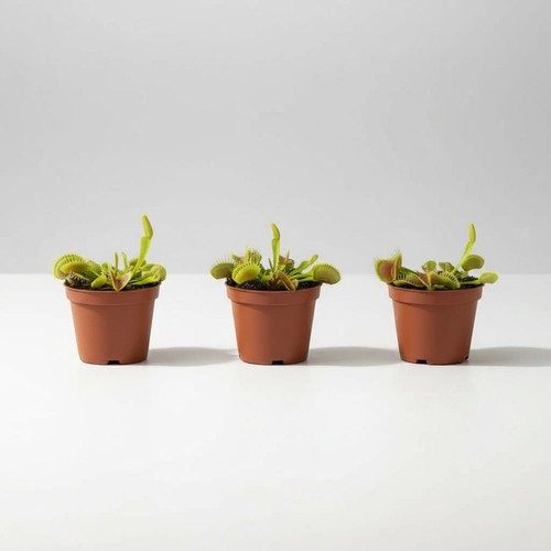 Bundle dionaea - 🌱,