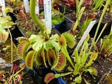 Dionaea Muscipula "Antonov