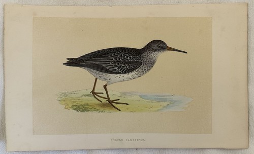 Purple sandpiper piovanello - sandpiper,