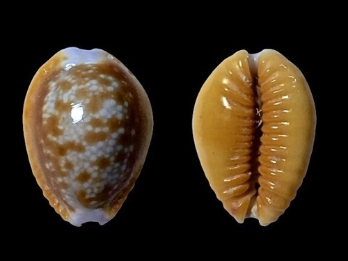 Cypraea helvola callista