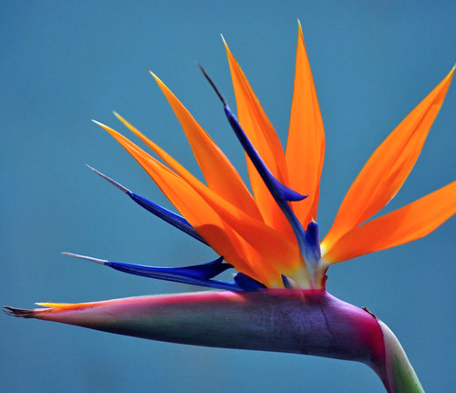 Strelitzia reginae - ,