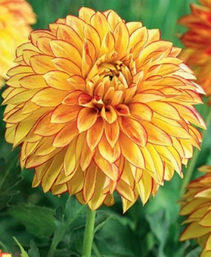Gioiello dalie fiore - 1,