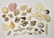 Set di conchiglie da