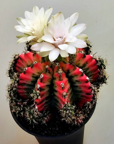 Grande cactus gymnocalycium - grande,