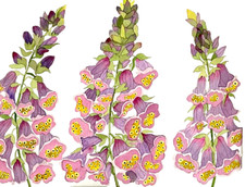 PITTURA ACQUERELLO 11X14 & MAT