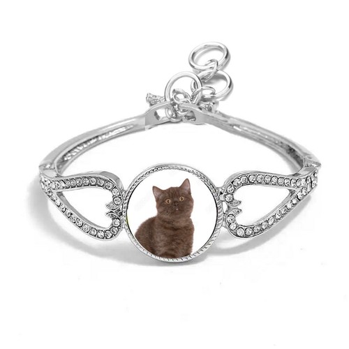 British shorthair cat - british,