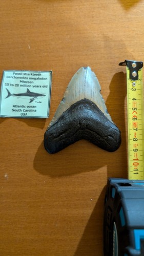 Fossile dente - fossile,