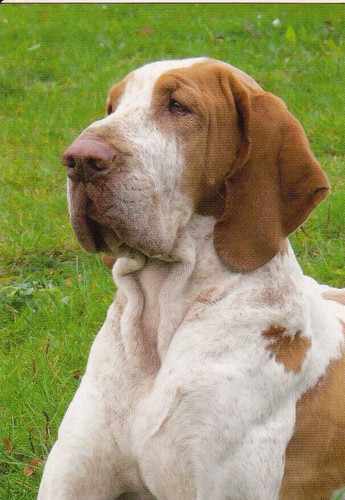 Bracco italiano bracke - bracco,