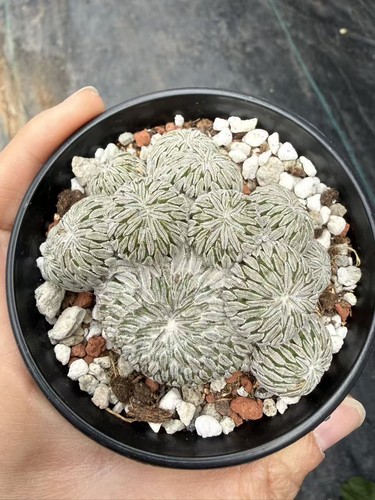 Multi teste pelecyphora - multi,