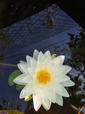 Ninfea nana Manee Siam RUSTICA laghetto minipond fiore bianco  