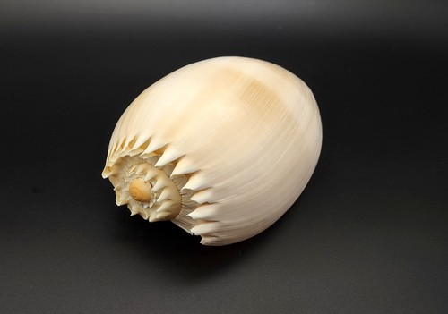 Large crowned baler seashell - crowned,