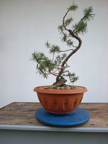 Bonsai pino silvestre - bonsai,