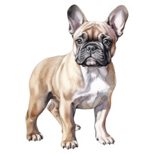 2 adesivi auto Bulldog