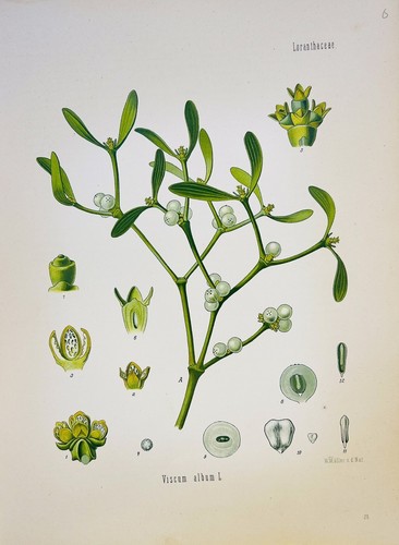Album viscum 1886 - 1886, flora