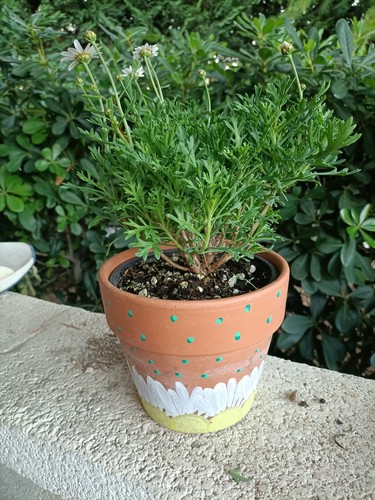 Pianta margherita vaso - di, in