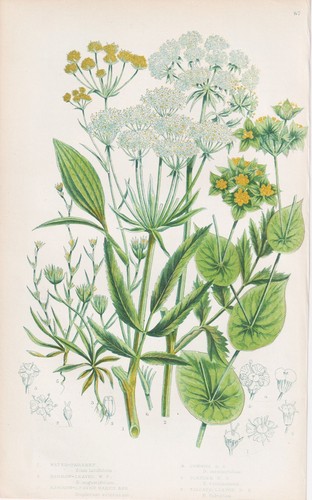 Sium latifolium erbe - erbe, botanica