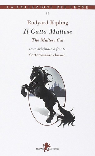 Gatto maltese testo - gatto, maltese.
