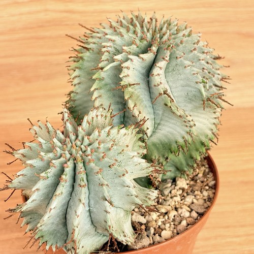 Euphorbia horrida snow flake - horrida, flake'