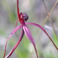 10 semi di ORCHIDEA PAPPAGALLO