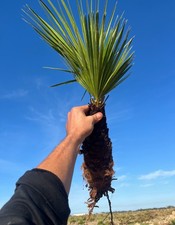 Bonsai Palma Chamaerops