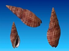 Volutidae, Lyria solangeae, Manantenina, Madagascar, 68,2 mm, SUPERB SPECIMEN