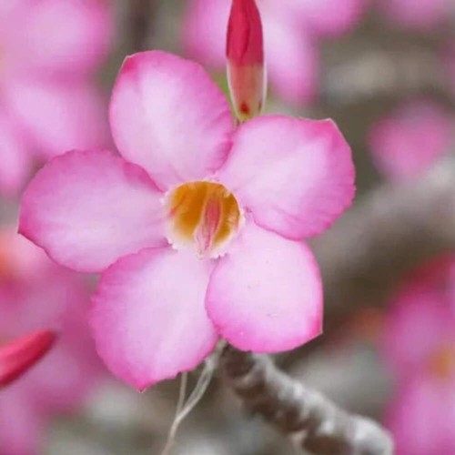 Adenium arabicum desert - adenium, "desert