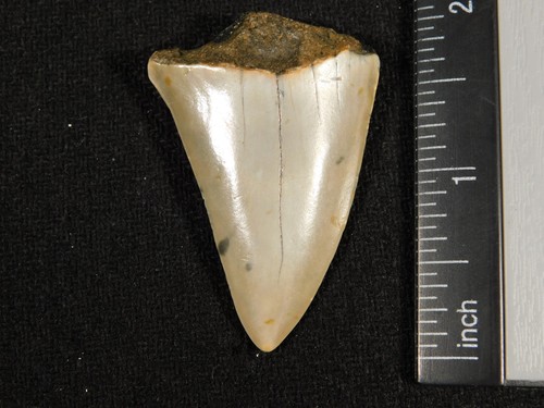 Grande dente fossile squalo - grande,