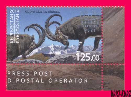 Kirghizistan 2014 fauna - kirghizistan,