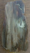 Lastra legno pietrificato - di,