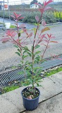 Photinia red robin - robin, fotinia