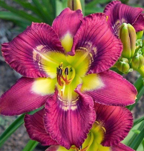 Taglilie daylily - taglilie,,