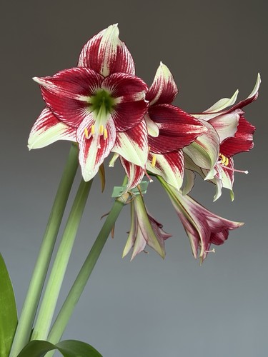 Hippeastrum lapacense hybrid - lapacense, x